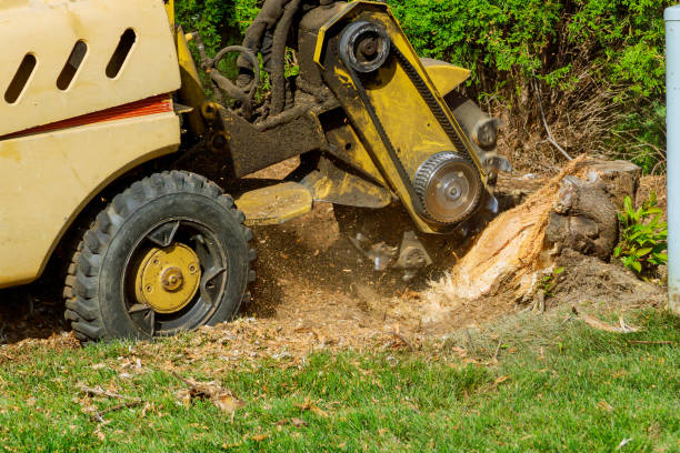 Best Tree Cutting Near Me  in Pho, IL